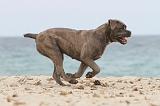 CANE CORSO 639